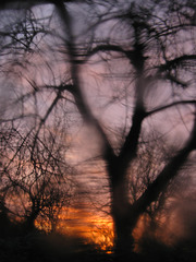 Morning Glory...