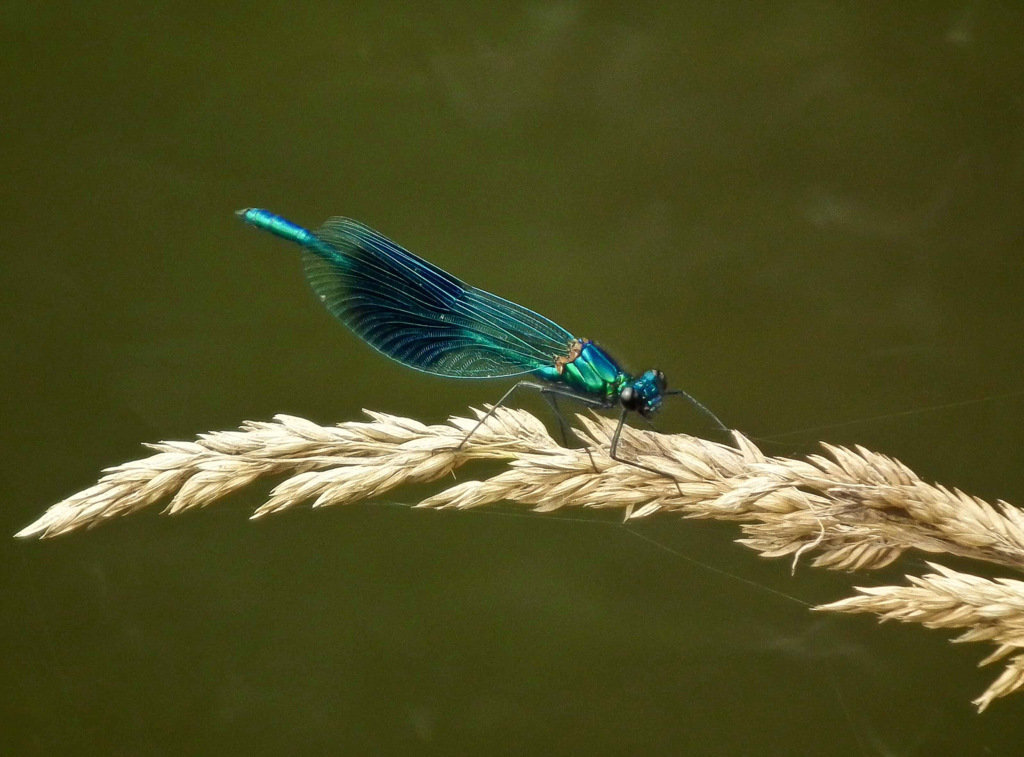 Damselfly