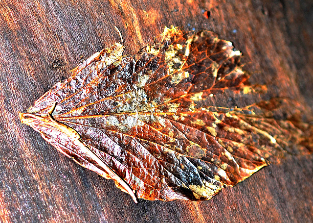 flattened leaf!