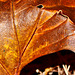 Leatherlike leaf 001