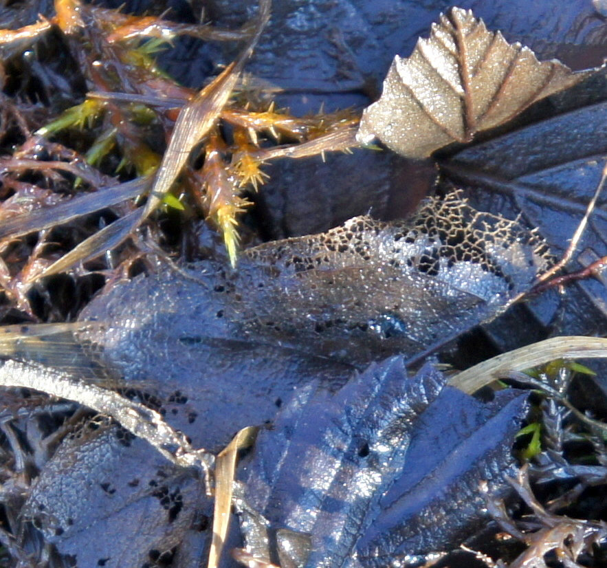 sunlit leaves