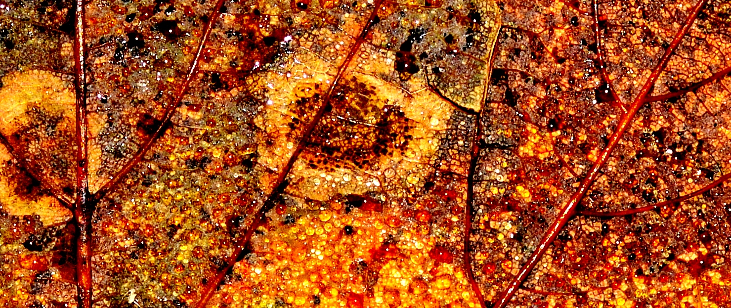 Sycamore Leaf