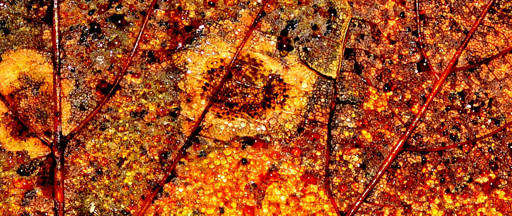Sycamore Leaf