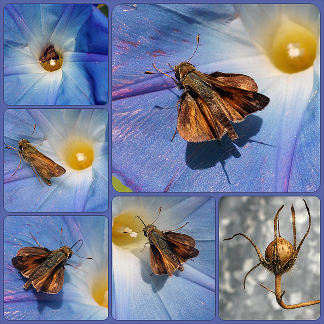 Morning Glory & Fiery Skipper Collage