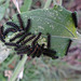 Bordered Patch caterpillars on Sunflower leaves