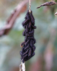 Bordered Patch caterpillars on Sunflower leaves