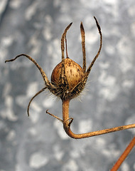 Morning Glory seedhead