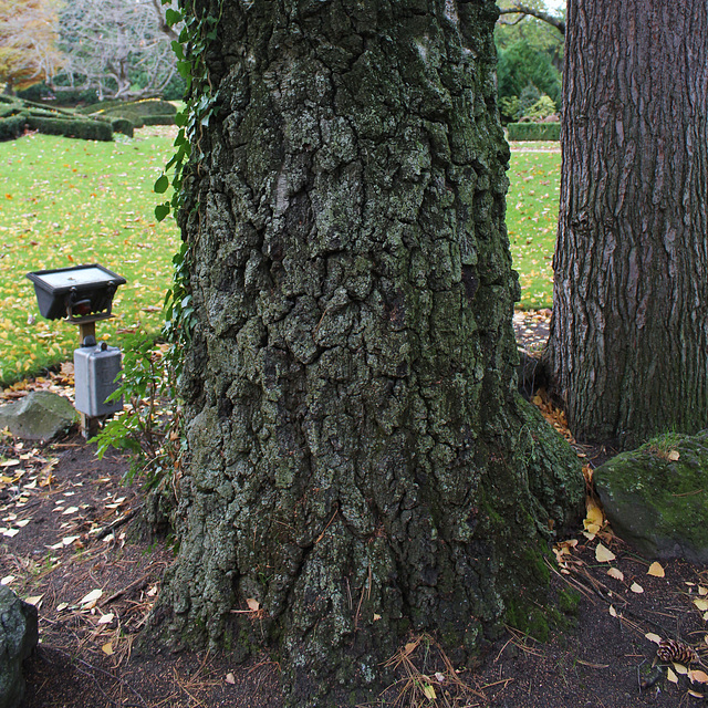 Ecorce de très vieux Betula alba