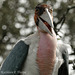 Marabou Stork 111213