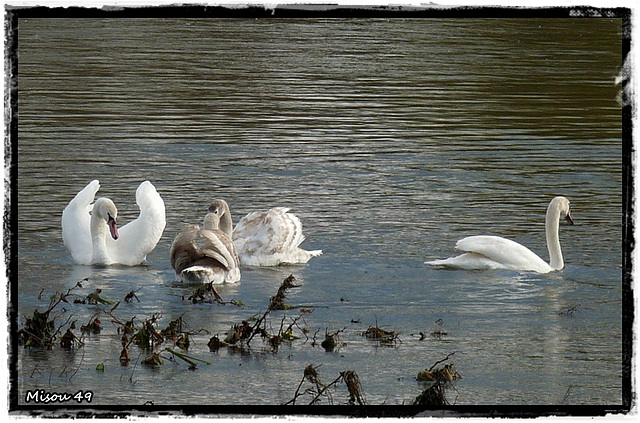 SAINTE GEMMES sur LOIRE