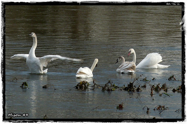 SAINTE GEMMES sur LOIRE