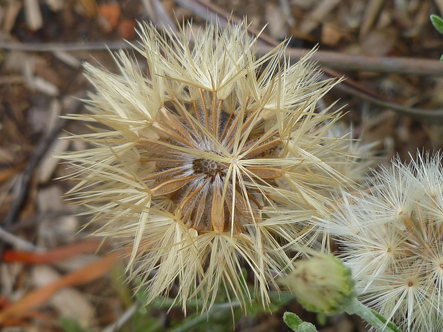 vittadinia cuneata