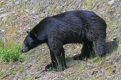 Black Bear