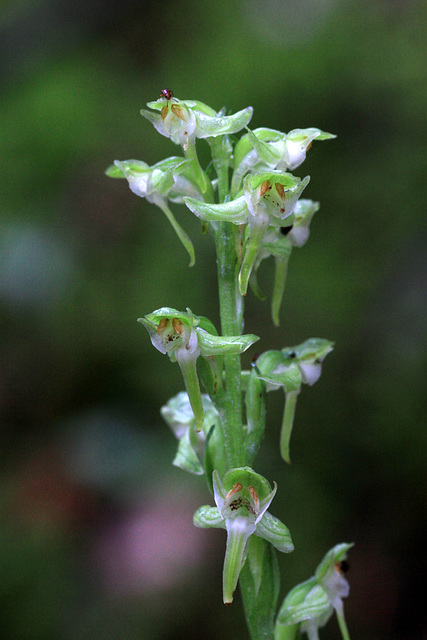 Platanthera obtusata