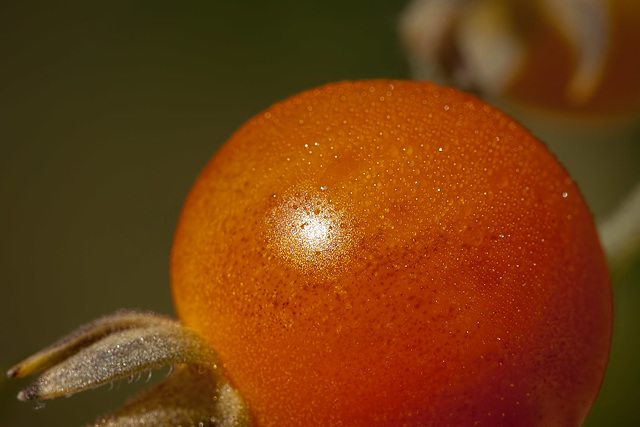 Dew-Covered Cherry Tomato