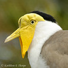 Masked Lapwing 111213