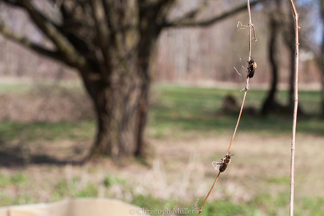Bienen