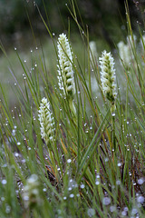 Hooded Ladies'-tresses