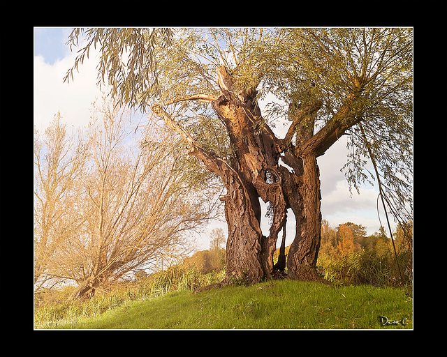 Lightning Tree