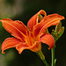 The beauty of an orange Lily