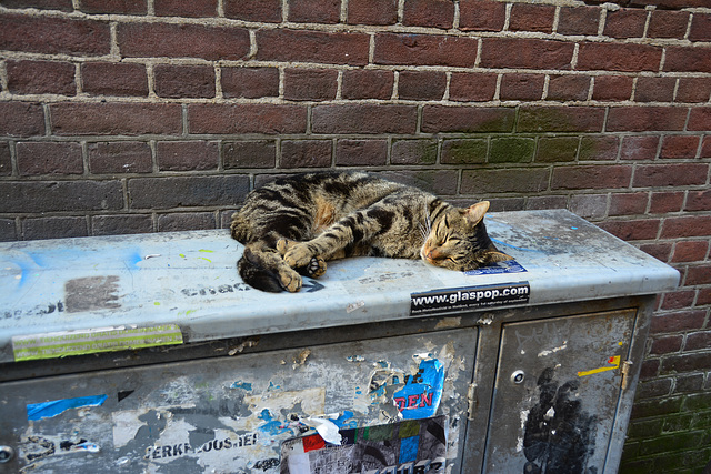 Cat enjoying the heat