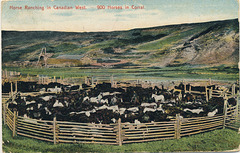 Horse Ranching in Canadian West. -- 900 Horses in Corral.