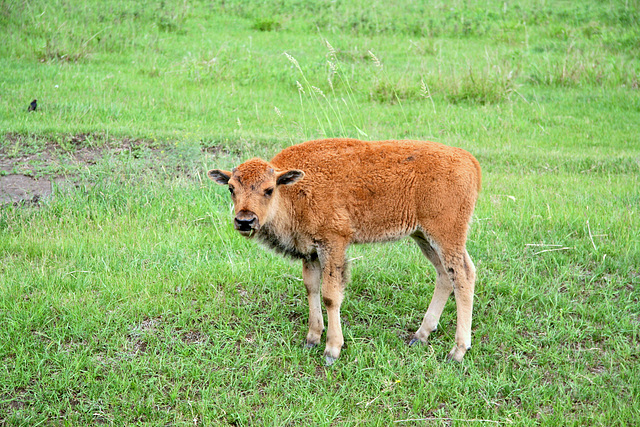 Wood Bison Calf