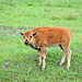 Wood Bison Calf