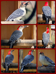 Woodpecker ~ Red Bellied Woodpecker Collage