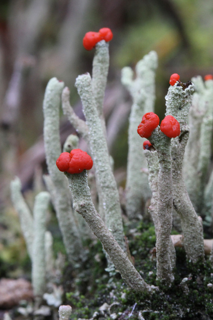 Lichens