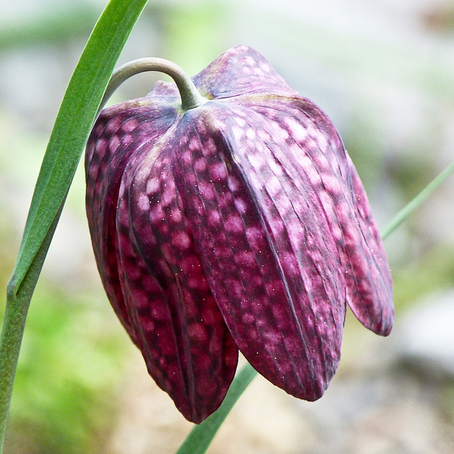 Fritillary