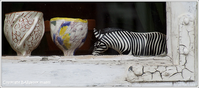 zebra im fenster