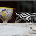 zebra im fenster