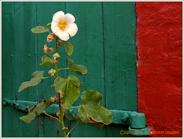 malve mit bornholmer farben