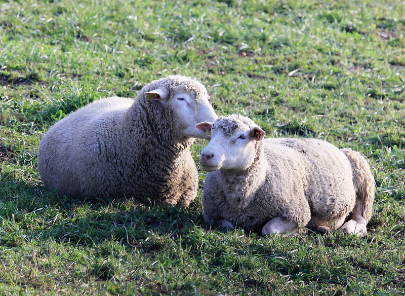 Abseits der Herde