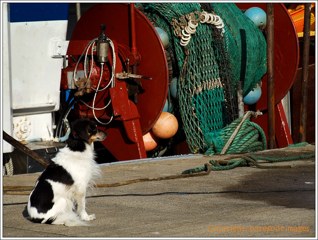 des fischers hund - the fisherman's dog