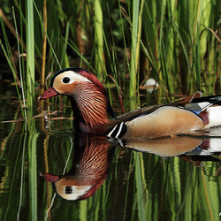 CANARD MANDARIN