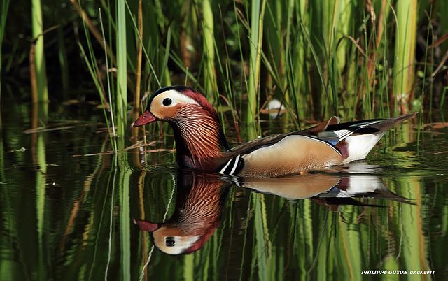 CANARD MANDARIN