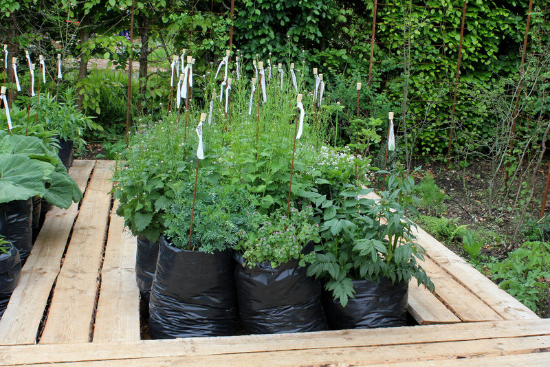 Qui s'y frotte s'y pique - Jardin 16 (7)