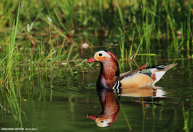 CANARD MANDARIN