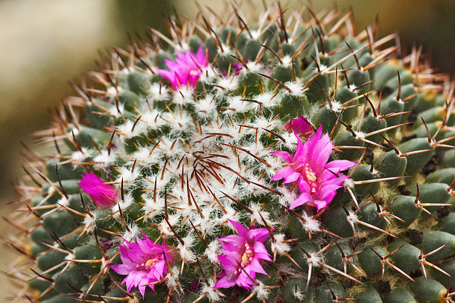 Pink Cactus Flowers – Botanical Garden, Montréal, Québec