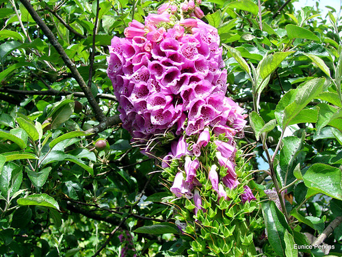 Mutant Foxglove