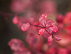 Japanese Barberry Increases the Risk of Lyme Disease!!!