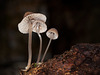 Family of Mushrooms...Say Cheese! :D