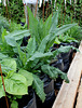 Qui s'y frotte s'y pique - Jardin 16 (14)