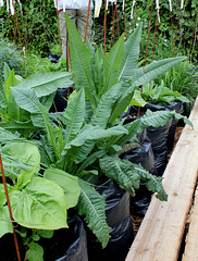 Qui s'y frotte s'y pique - Jardin 16 (14)