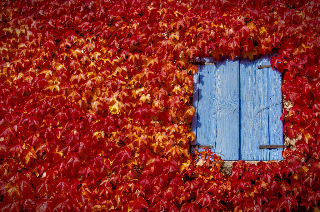 .the blue window ...