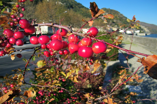 On dirait des cerises...