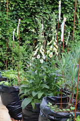 Qui s'y frotte s'y pique - Jardin 16 (15)