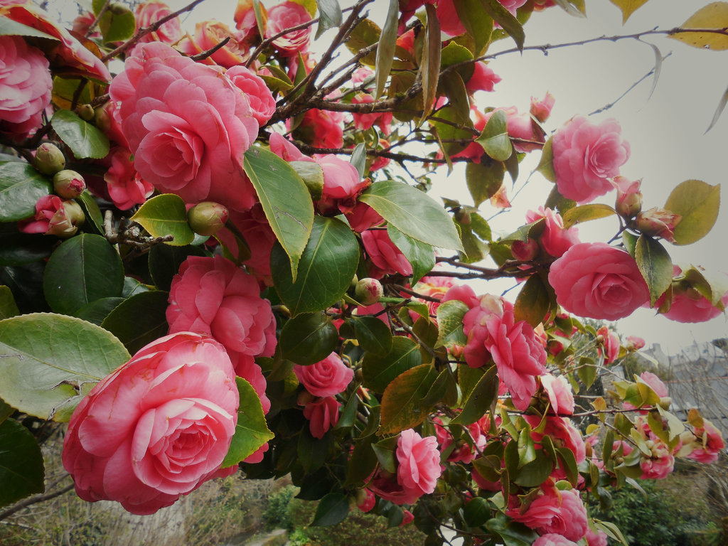 jolis camélias